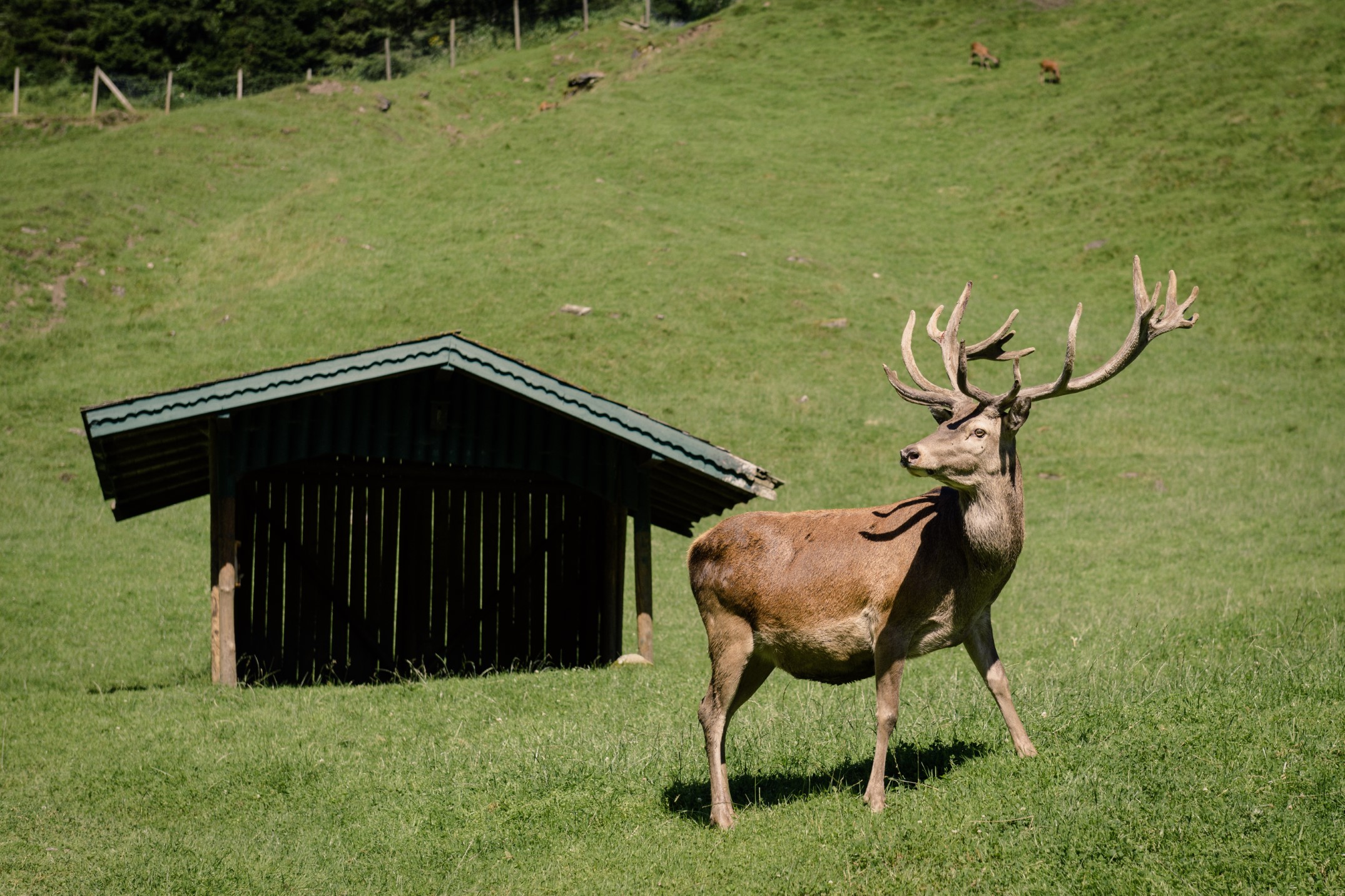 © Wild- & Erlebnispark Ferleiten_Hirsch.jpg